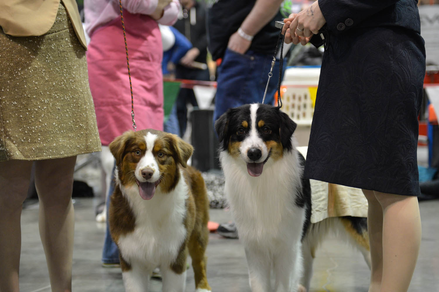 The Seattle Kennel Club, Inc. Dog Show celebrated its 75th year this