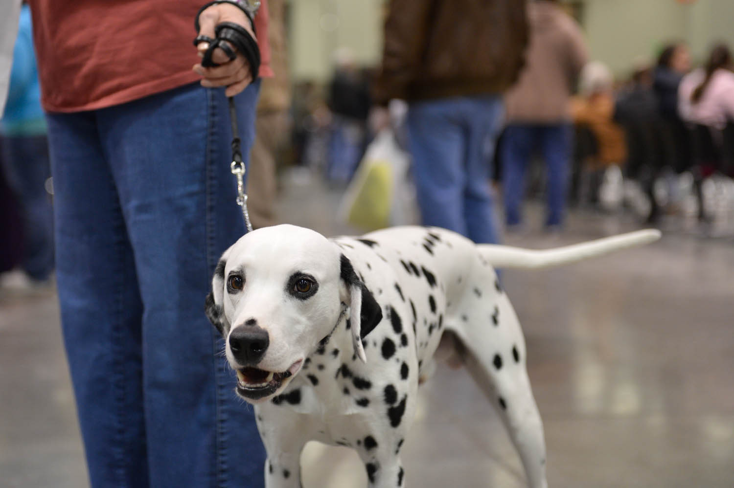 The Seattle Kennel Club, Inc. Dog Show celebrated its 75th year this