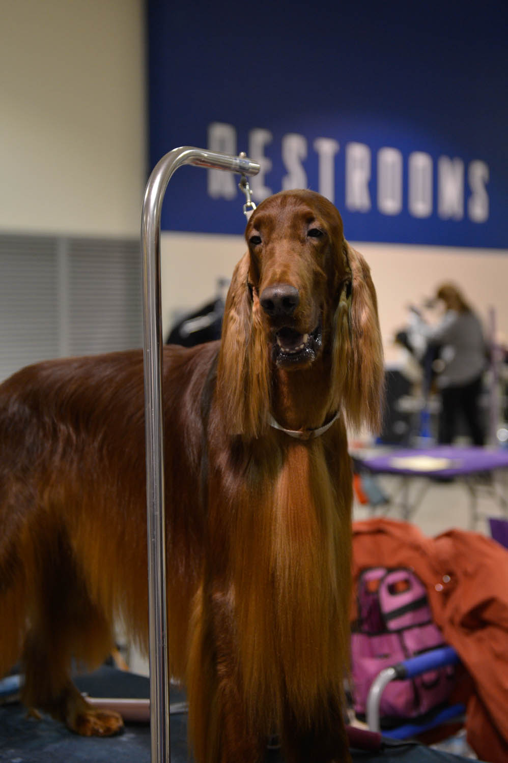 The Seattle Kennel Club, Inc. Dog Show celebrated its 75th year this