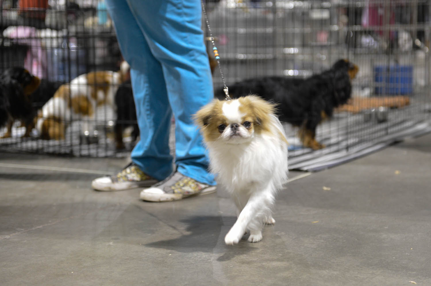 The Seattle Kennel Club, Inc. Dog Show celebrated its 75th year this