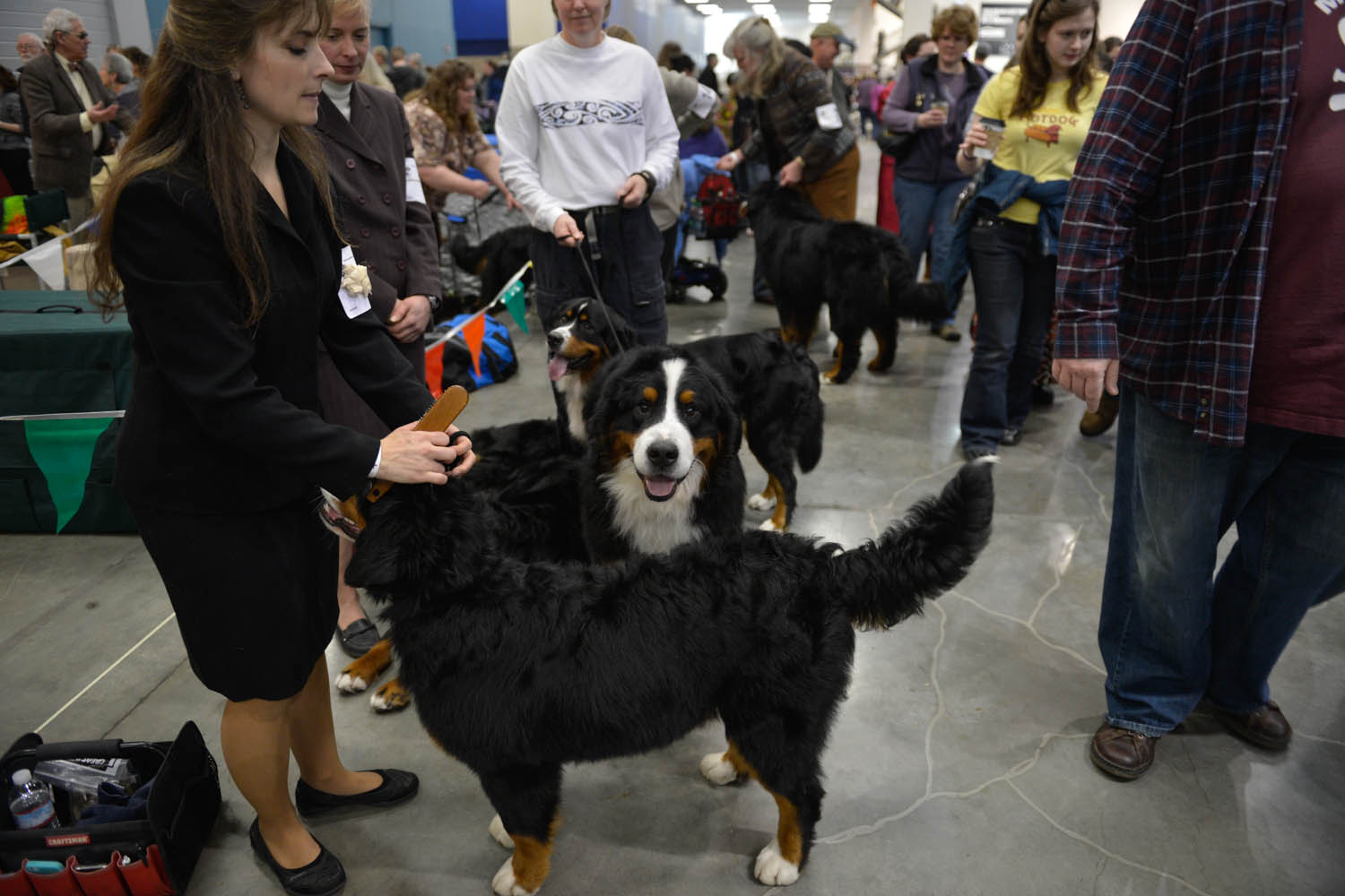 The Seattle Kennel Club, Inc. Dog Show celebrated its 75th year this