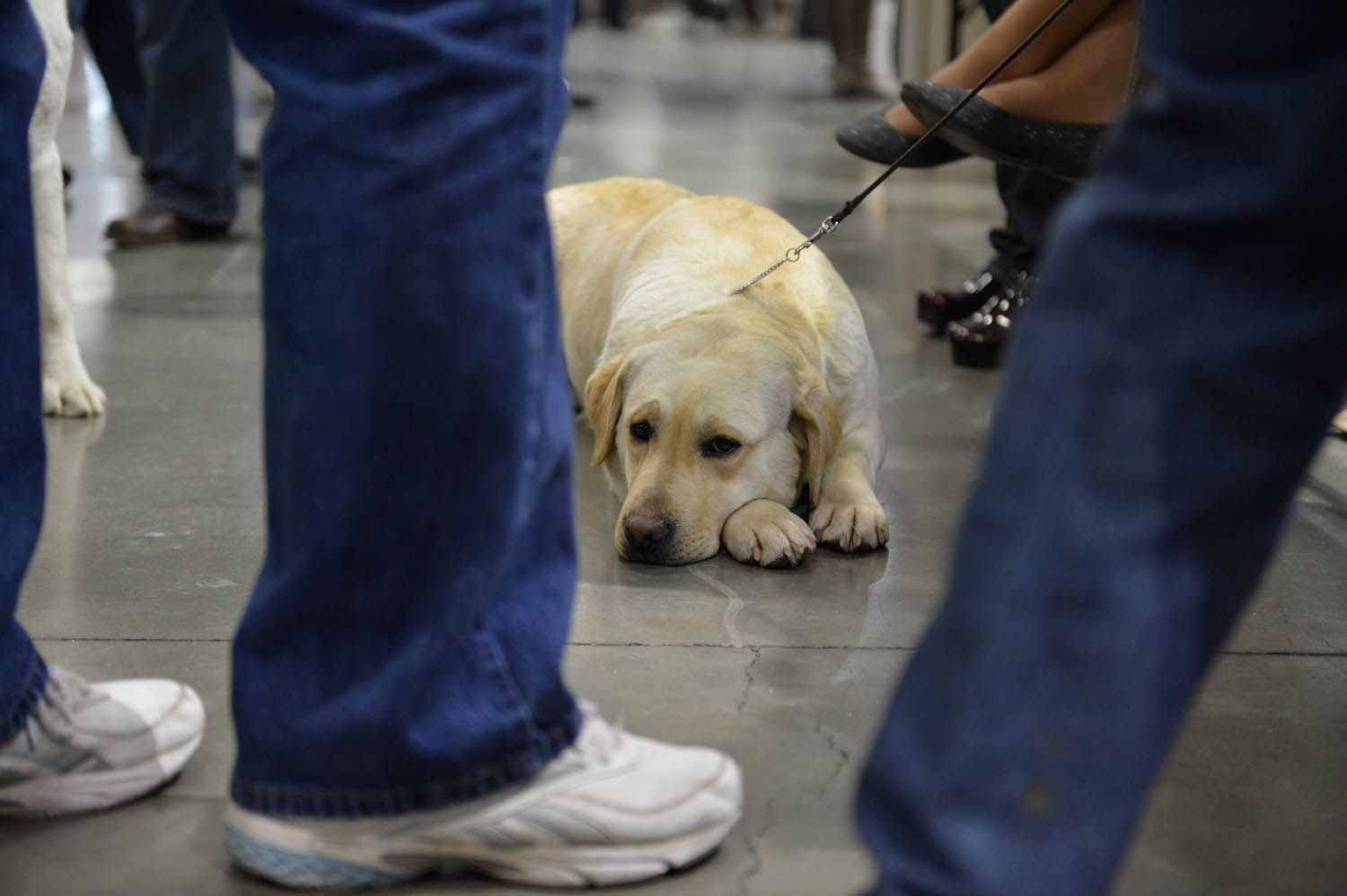 The Seattle Kennel Club, Inc. Dog Show celebrated its 75th year this