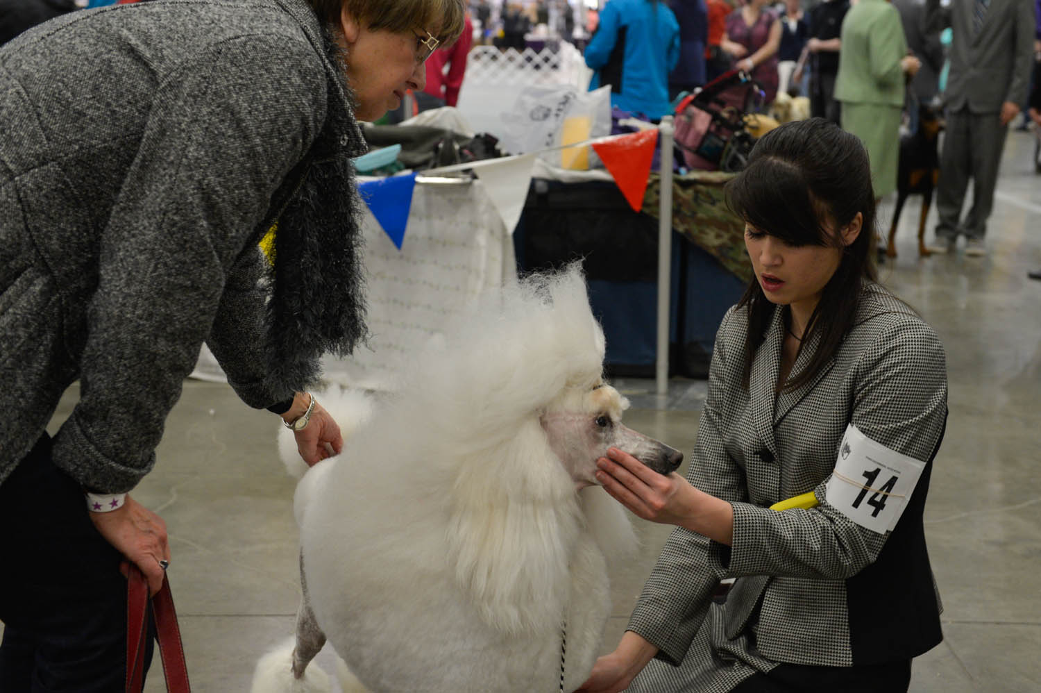 The Seattle Kennel Club, Inc. Dog Show celebrated its 75th year this