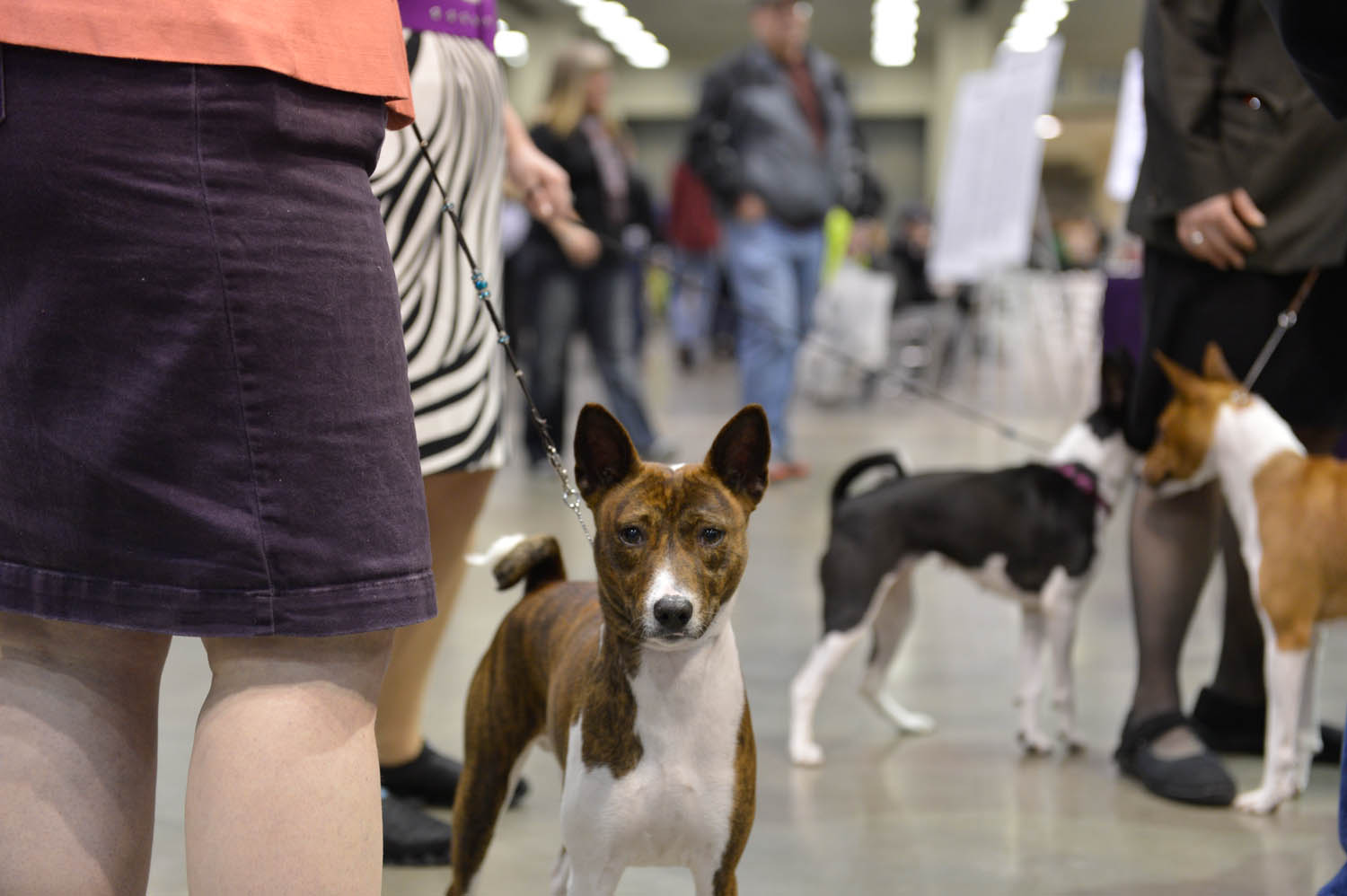 The Seattle Kennel Club, Inc. Dog Show celebrated its 75th year this