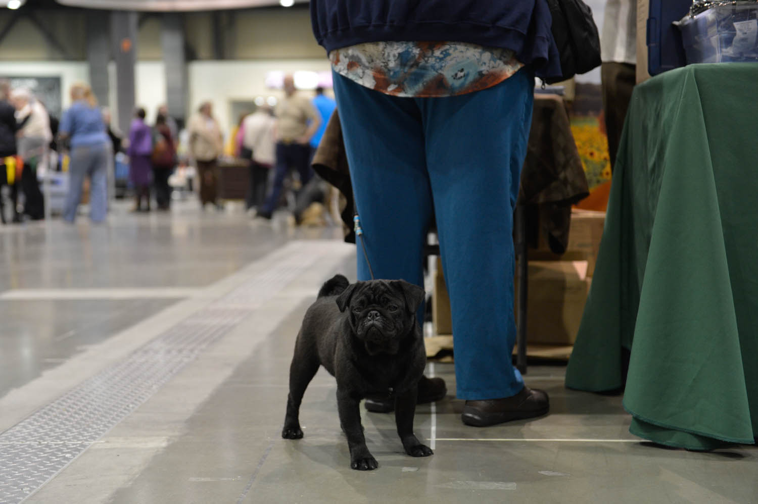 The Seattle Kennel Club, Inc. Dog Show celebrated its 75th year this
