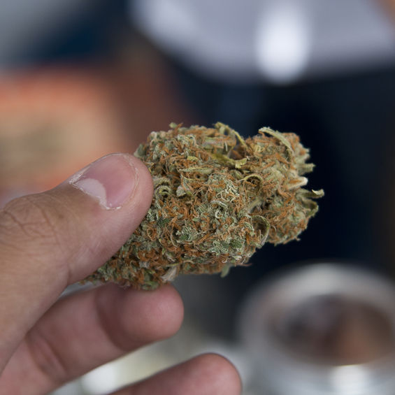 High Times' Medical Cannabis Cup