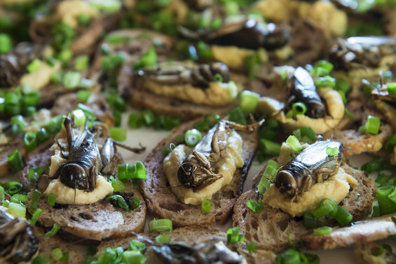 Bugs were on the menu at Cafe Racer. Full slideshow: Eating Bugs at Cafe Racer