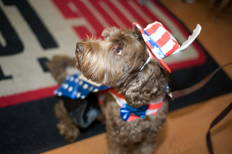 Last night, Capitol Hill's Downtown Dog Lounge held a costume contest for
