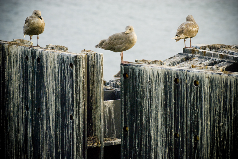 Protesters joined The Orca Network, with special guest Ric O'Barry - star