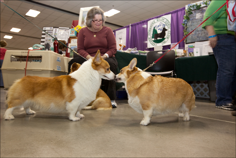 Corgis bring new meaning to the term short bus.