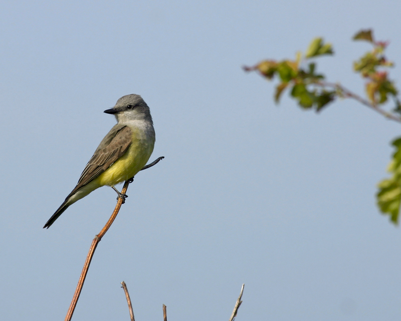 Western Kingbird. Discovery Park.