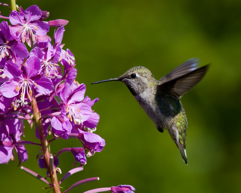 Anna's Hummingbird. Discovery Park.
