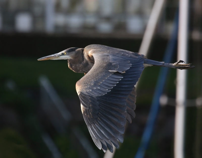 Great Blue Heron in flight. Henry M. Chittenden Locks.