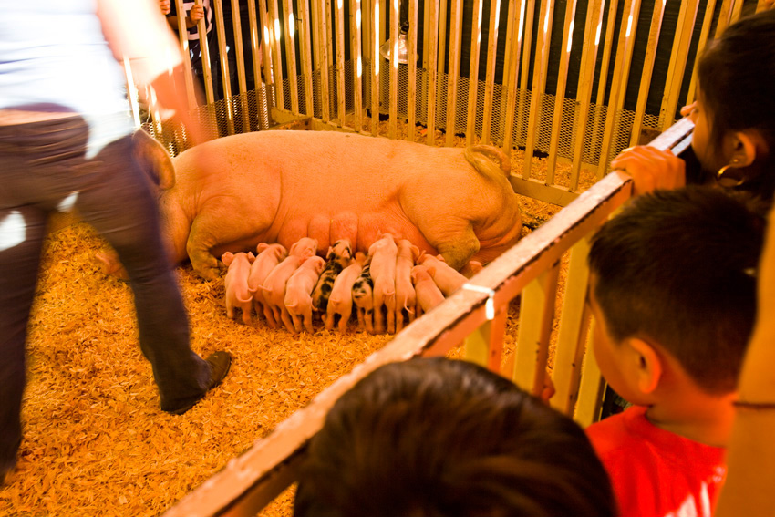 Garrett wanted to check put the baby pigs.