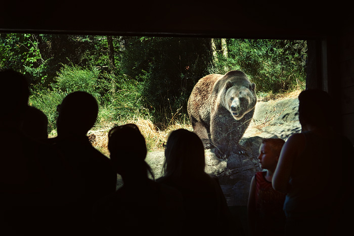 Hard to tell which is the spectator at the Grizzly Bear viewing window.