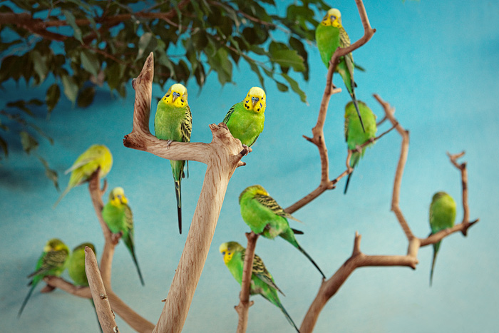 Parakeets chill out at the aviary