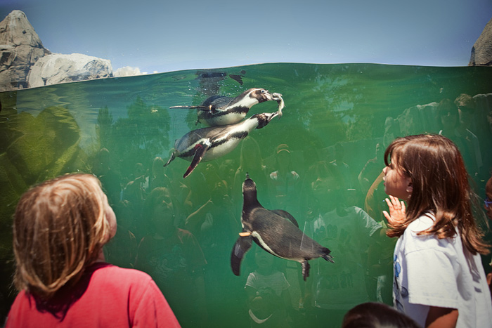 It's feeding time at the popular Humboldt Penguin exhibit, which opened May 2nd.