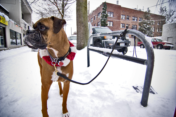 The sleds, the dogs, the people, and the air mattresses. All photos