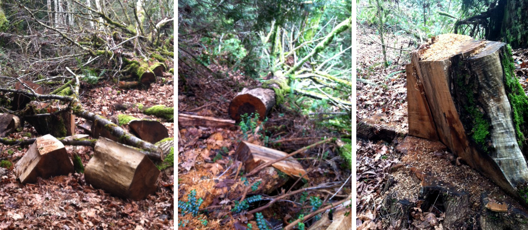 Stumps mark the scene of the crime in Jarrell Cove State Park where 21 maples were cut.