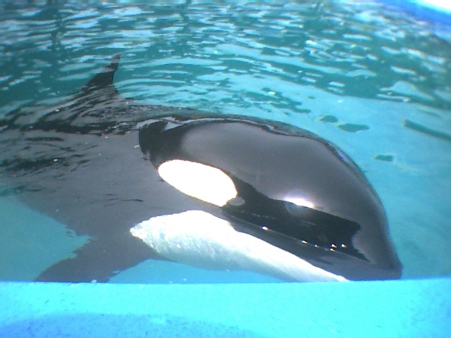 Lolita, the killer whale captured in 1970 off Whidbey Island and sold