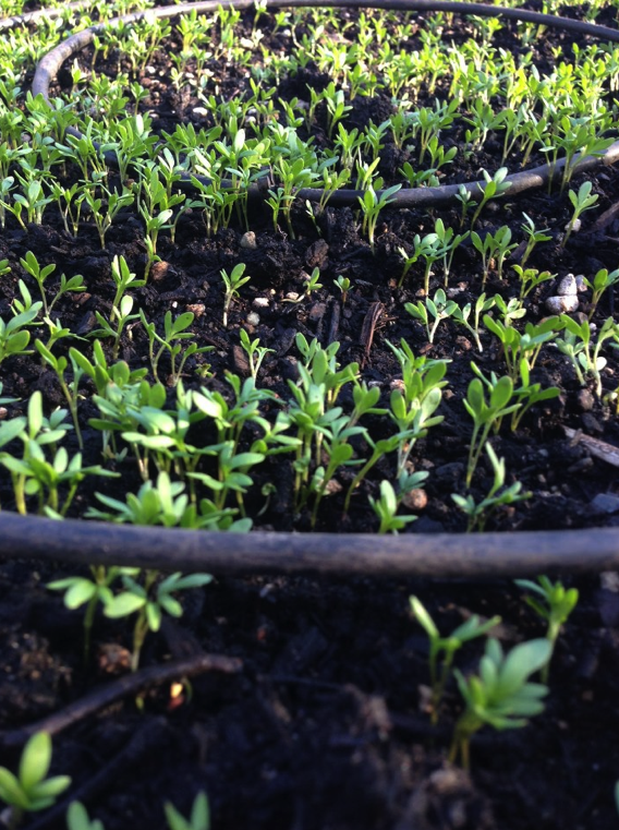 The Madrona Farmers Market returns today from 3 to 7 p.m. in