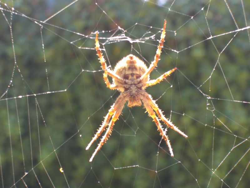 It’s monster spider season in the Pacific Northwest, but the next time