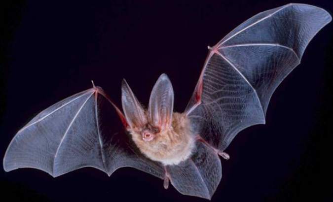 As you may recall, back in July a rabid bat was discovered
