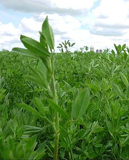 UPDATE: The Washington Department of Agriculture has found that the GM strains