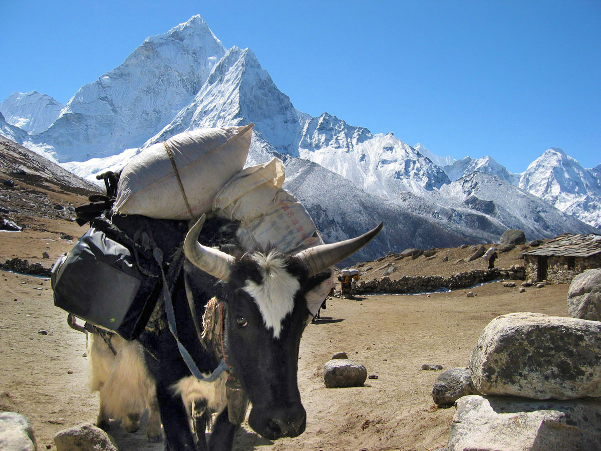 It was on a trek through the Himalayas that Pasang Gelzen Sherpa