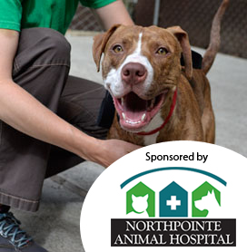 PAWS Presents: Pet Safety DaySaturday | May 1711 am | PAWS Main