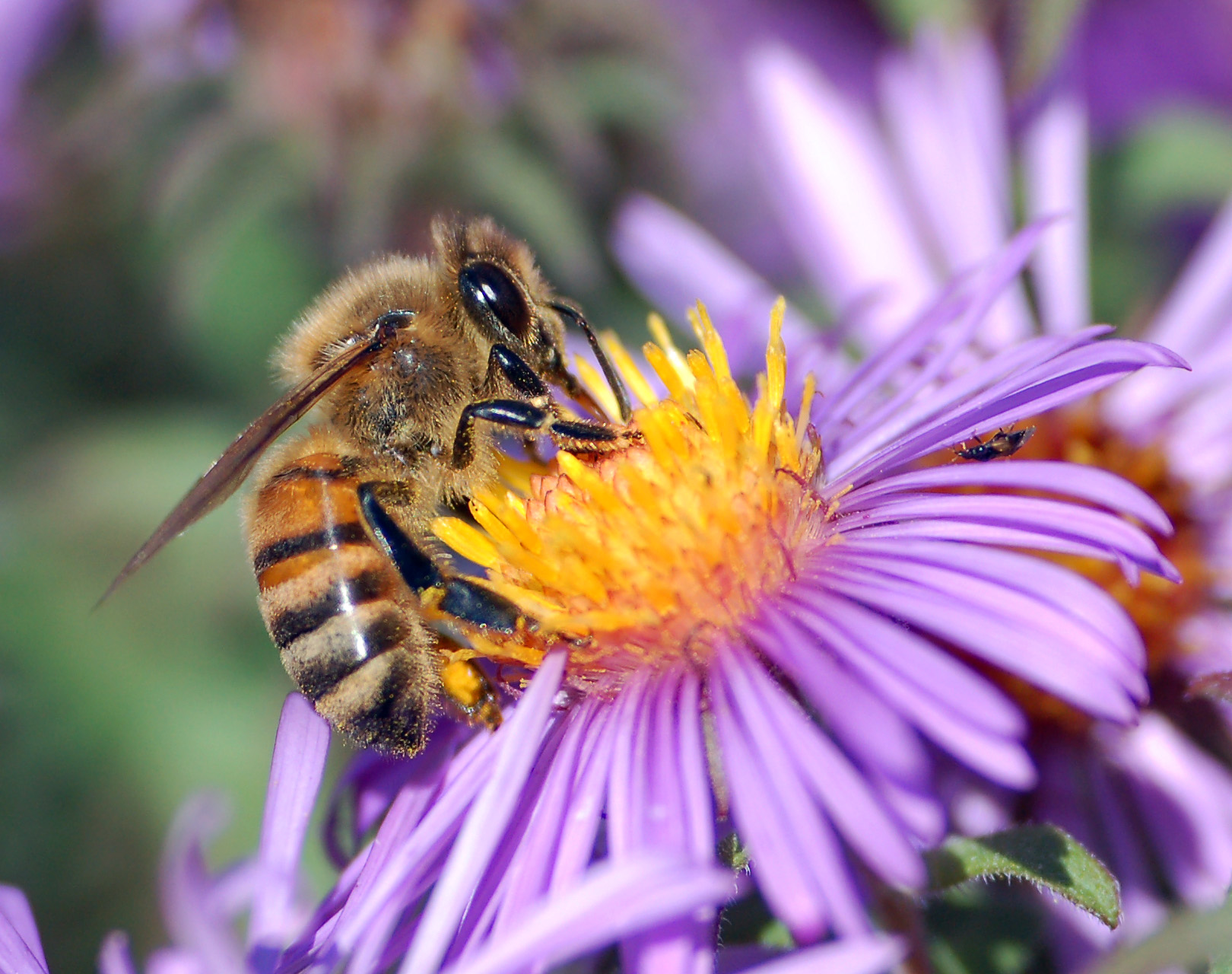 Seattle just got a little more bee-friendly. At least on the municipal