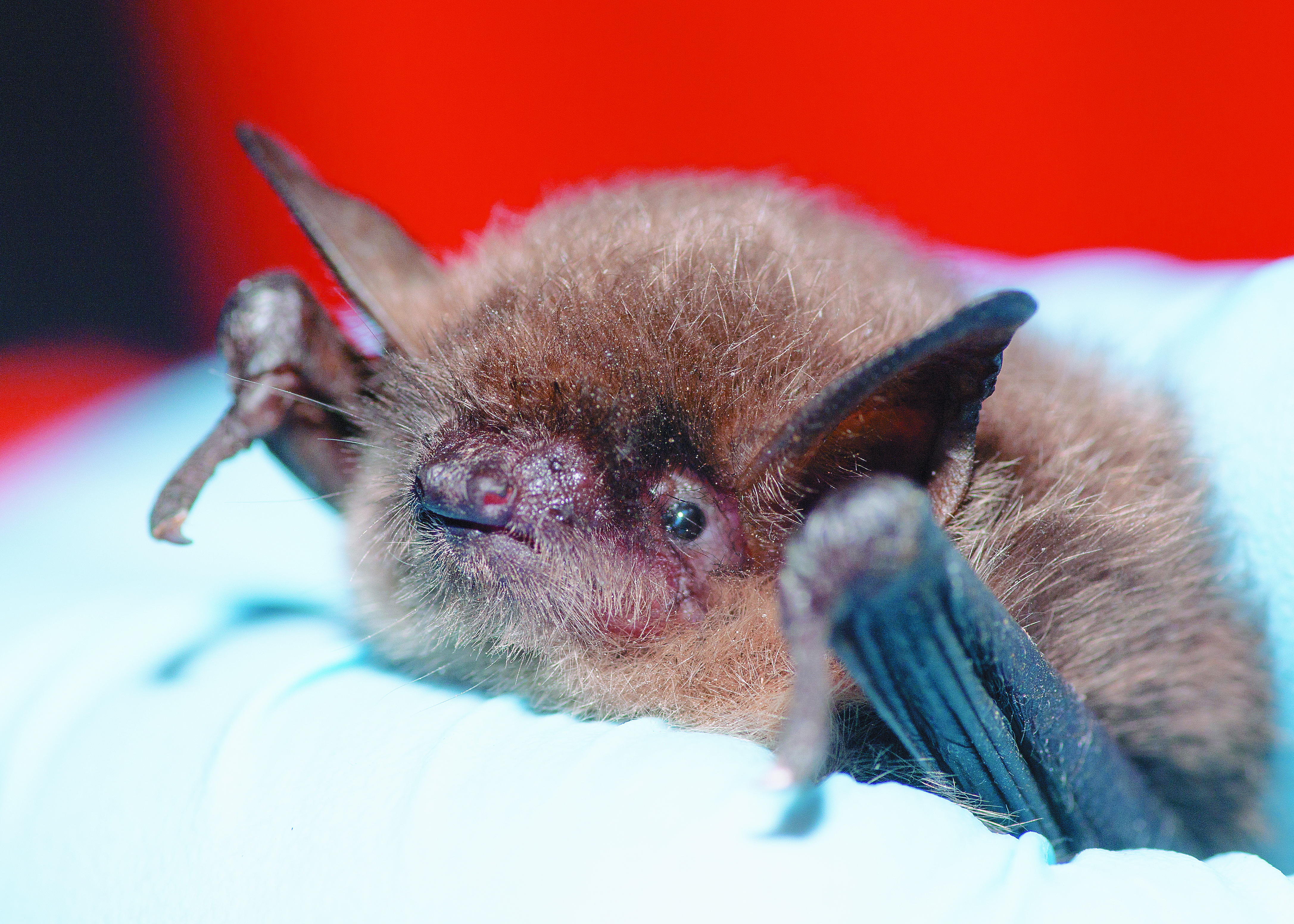 Daniel Neal via flickr.com