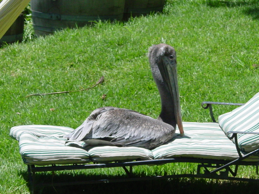 You damn pelicans get off my lawn furniture!Shadow Distribution
