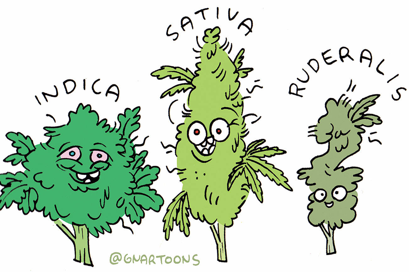 Sativa, Indica, or … What?
