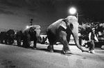 Not long for the ring? Ringling's elephants arrive for their 1999 show.