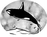 Orca dreams