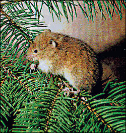 Soon to be irrelevant: a red tree vole.