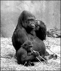 Woodland Park Zoo gorillas at home in their naturalistic habitat.