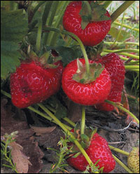 Berry bounty in a Puyallup field.