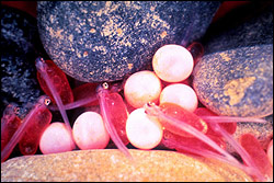 Eggs and early juvenile salmon in a fish nest.