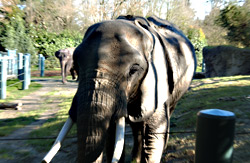 The elephants' home at Woodland Park Zoo: ranked by one group as among the nation's worst.