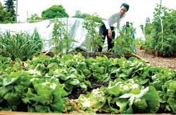 A Queen Anne P-Patch, growing strongly.