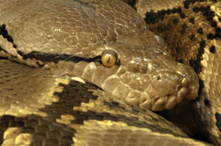 A holiday feast  for the zoo's python.