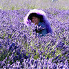 Sequim Lavender Fest