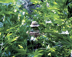 Part of this years giant crop.