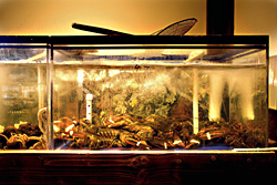 Not a traveling Seattle Aquarium show.