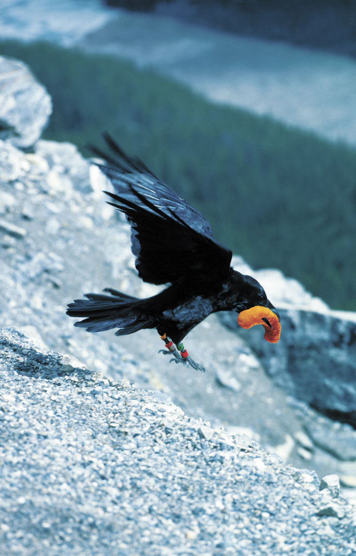 Shown here in the wild, Seattle-area crows are flocking to the city.