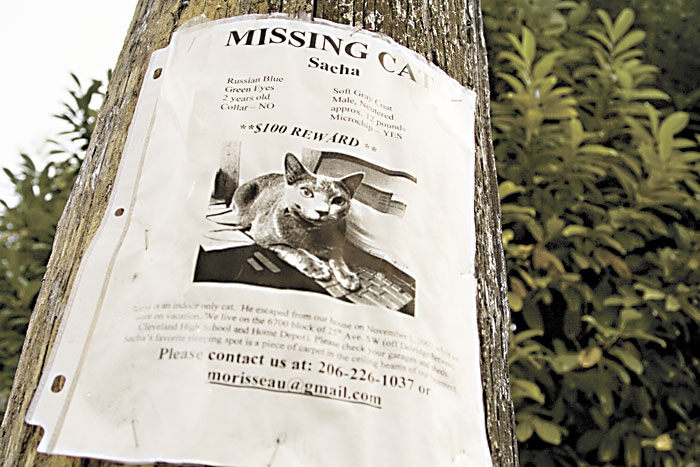A poster for Sacha, the  most ubiquitous missing cat in the greater Delridge area.