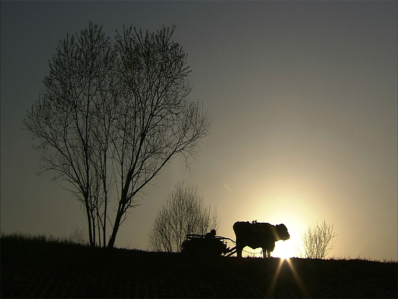 Traditional life endures on the farm.