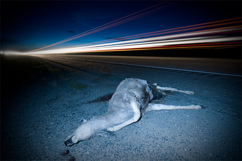 Unnatural selection at the Burke.